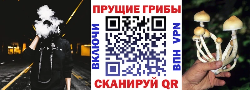 Псилоцибиновые грибы Cubensis  Урус-Мартан 